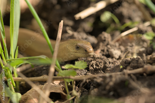 Adult male slow worm