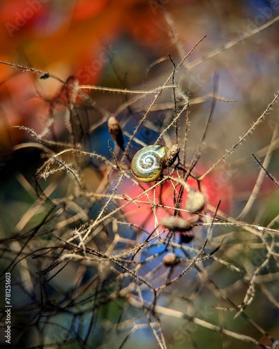 Little snail on the bush