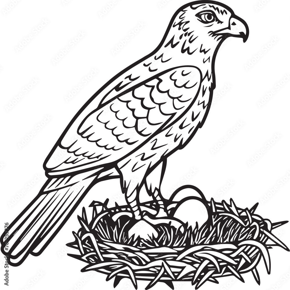 Obraz premium Hawk coloring pages. Hawk bird outline vector for coloring book