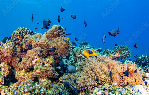 Underwater coral reef and fishes