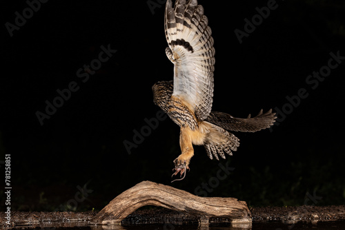 Majestic owl in flight landing on a wooden log at night photo