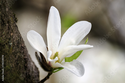 Spring, magnolia flower - Magnolia Magnolia L. - a genus of trees or shrubs, belonging to the magnoliaceae family, Magnoliaceae, Poland close-up photography