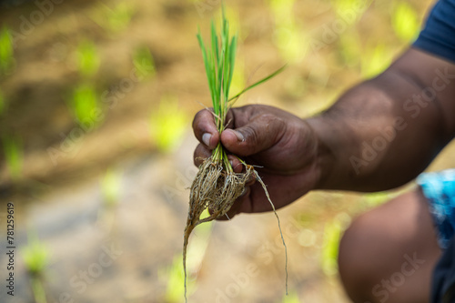 Hand holding young rice plant in Bali field