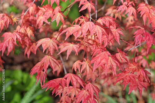 The red leaves of the small Japanese maple Acer palmatum 'Shin deshojo’.