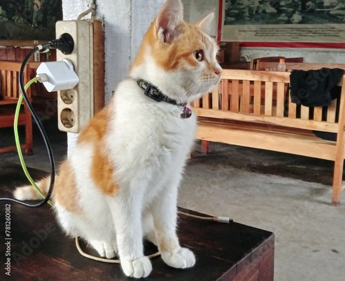 photo of an orange and white cat on the table