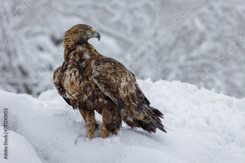 Majestic eagle perched in snowy mountain terrain