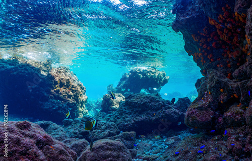 Underwater coral reef. Coral reef in underwater scene