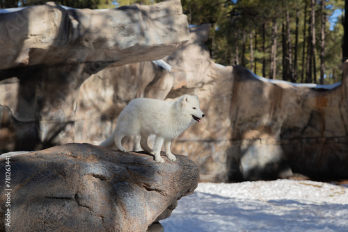 Quadro su tela White arctic fox that lives at Bearizonna in Williams AZ