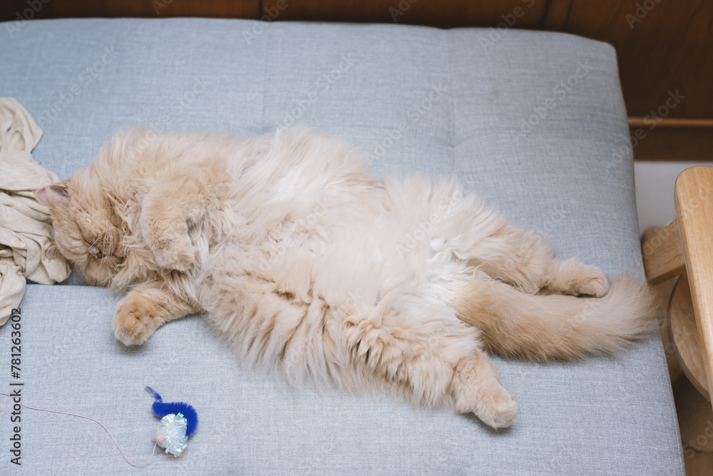 The cute yellow fat British long-haired pet cat likes the owner's bed very much and is sleeping comfortably with its fluffy cat paws in front, like a sleeping and snoring superman. The cute yellow fat British long-haired pet cat likes the owner's bed very much and is sleeping comfortably with its fluffy cat paws in front, like a sleeping and snoring superman.