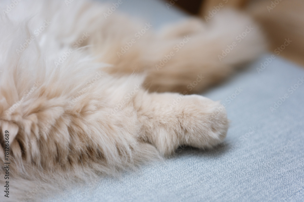 The cute yellow fat British long-haired pet cat likes the owner's bed very much and is sleeping comfortably with its fluffy cat paws in front, like a sleeping and snoring superman. The cute yellow fat British long-haired pet cat likes the owner's bed very much and is sleeping comfortably with its fluffy cat paws in front, like a sleeping and snoring superman.