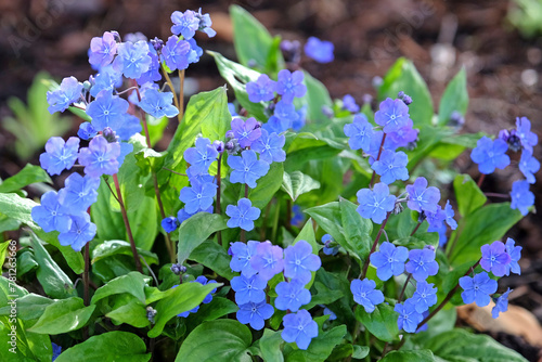 Blue Omphalodes cappadocica, or navelwort, ‘Cherry Ingram’ in flower.