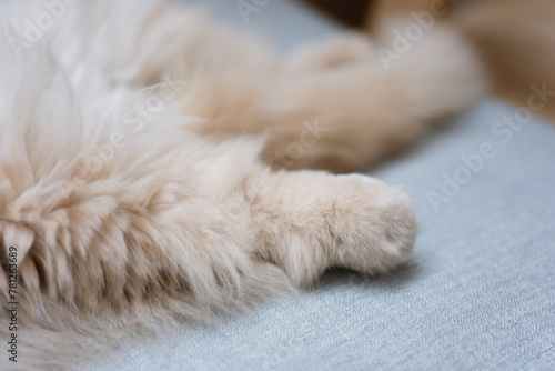 The cute yellow fat British long-haired pet cat likes the owner's bed very much and is sleeping comfortably with its fluffy cat paws in front, like a sleeping and snoring superman. © chuangxin