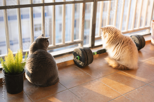 The cute gray British shorthair pet fat cat and the yellow British longhair cat are a pair of good friends. They often play together, watch the scenery, celebrate birthdays, play with cats photo