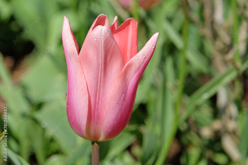 Salmon pink triumph Tulip ‘Neper’ in flower.