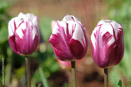 Purple and white variagated triumph Tulip 'Rems Favourite' in flower. photo