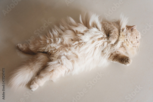 The cute light yellow and slightly fat British long-haired cat seems a little unhappy today, and his mood is relatively low. Even his sleeping position looks like he is sulking.