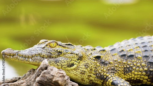 Portrait of an African crocodile looking at the camera. Botswana, South Africa  photo