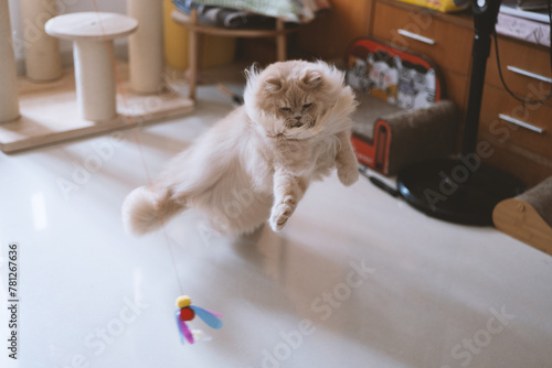 A yellow British Longhair cat and a blue-gray British Shorthair cat are playing indoors, chasing a cat teaser and jumping around, trying to compete to see who can catch it first.very happy and content