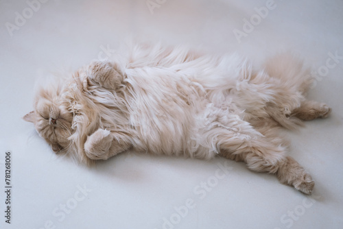 The cute light yellow and slightly fat British longhair cat is sleeping soundly in the cat's nest on the cat climbing frame. The sun shines through the window on its pink cat paws.