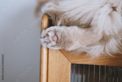 Fototapeta Naklejka Na Ścianę i Meble -  The cute light yellow and slightly fat British longhair cat is sleeping soundly in the cat's nest on the cat climbing frame. The sun shines through the window on its pink cat paws.