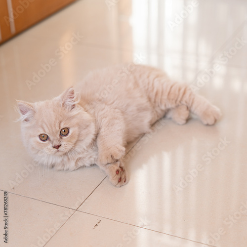 The cute light yellow and slightly fat British long-haired cat was sleeping comfortably on the floor in a funny sleeping position. When he woke up, he seemed to want to be hugged by his pet owner.