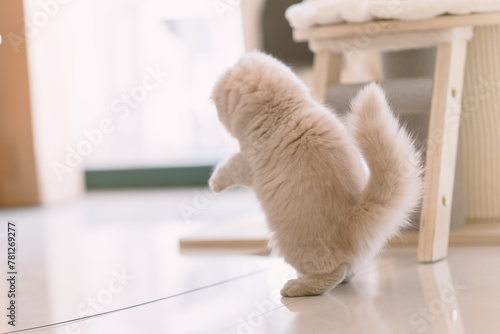 The cute light yellow and slightly fat British long-haired kitten is lying on the ground or playing with cat toys on the orange sofa bed. It is completely focused on it, with only the waving cat stick