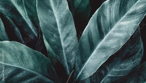 closeup tropical green leaf background flat lay fresh wallpaper banner concept
