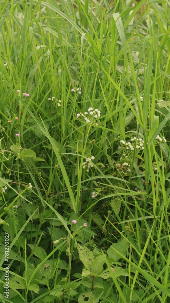 Alang-alang or ilalang (Imperata Cylindrica) is a type of grass with sharp leaves, which often becomes a weed on agricultural land Alang-alang or ilalang (Imperata Cylindrica) is a type of grass with sharp leaves, which often becomes a weed on agricultural land