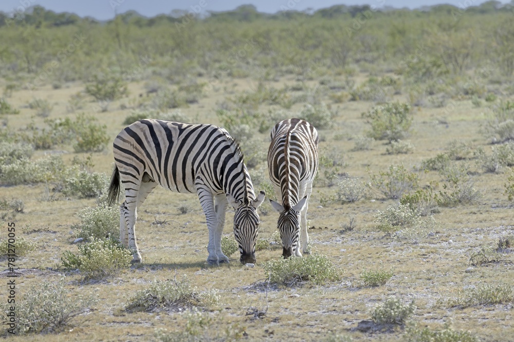 Obraz premium Picture of a group of zebras standing in the Etosha National park in Namibia