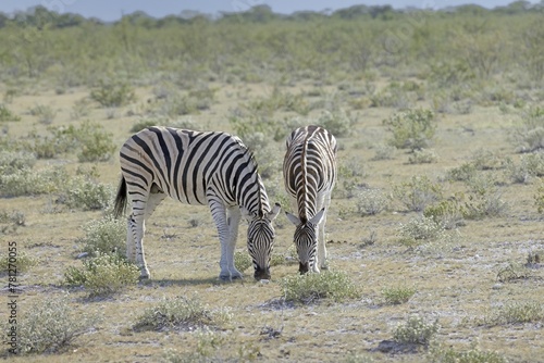 Picture of a group of zebras standing in the Etosha National park in Namibia