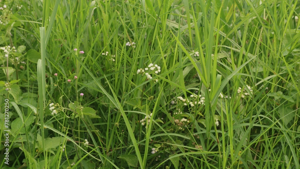 Alang-alang or ilalang (Imperata Cylindrica) is a type of grass with sharp leaves, which often becomes a weed on agricultural land Alang-alang or ilalang (Imperata Cylindrica) is a type of grass with sharp leaves, which often becomes a weed on agricultural land