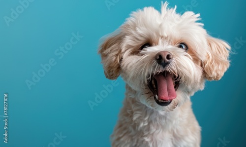 Cute Maltese pup captured in a studio setting, exuding happiness with its endearing gaze and tongue sticking out, tailored for grooming salon promotions and pet merchandise