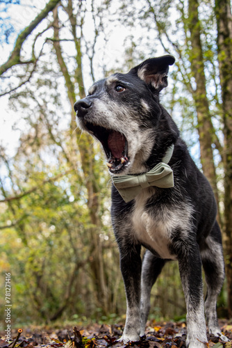 Yawning portrait of a dog