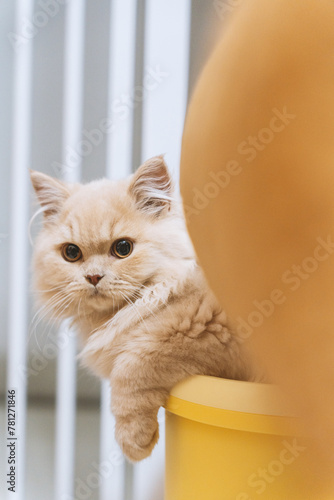 Fototapeta Naklejka Na Ścianę i Meble -  A cute cream-colored British longhair kitten who loves to play and sleep on its cat tree. The furry little feline with its curious big eyes and large paws exudes warmth and happiness.