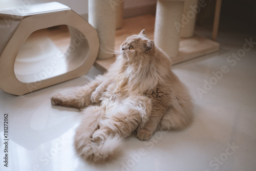 The cute, light yellow and slightly obese British long-haired cat lies on the ground or on the sofa bed or work table, looking at the pet owner with a praying and pitiful look and big round eyes