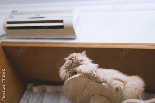 The cute yellow fat British long-haired pet cat likes its cat climbing frame very much. It is so comfortable to lie in the cat bed and sleep with the air conditioner blowing in the summer.