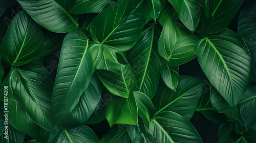 A detailed and dynamic composition of overlapping tropical leaves with a sense of abundance