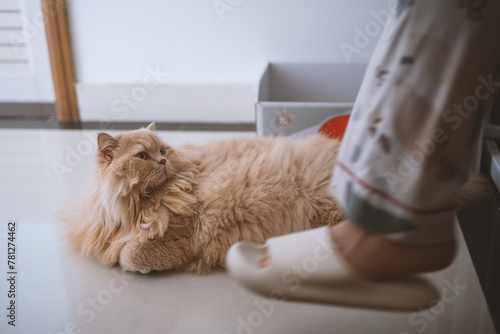 A close-up of the eyes of a cute light yellow, slightly fat British long-haired cat. It has a pair of big, round eyes. When staring at prey, its eyes are a bit ferocious, but its pupils look beautiful