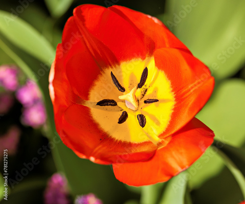 Stamens and pistils in a tulip flower