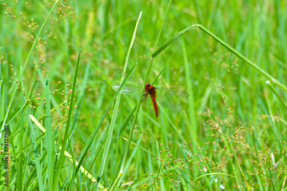 Close-Up Of A Dragonfly Perched On A Wild Grass Leaf Under The Scorching Sun In The Rice Fields Close-Up Of A Dragonfly Perched On A Wild Grass Leaf Under The Scorching Sun In The Rice Fields
