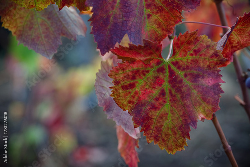 Grape plant in the vineyard during autumn, detail of wine vine leaves Etna Sicily
