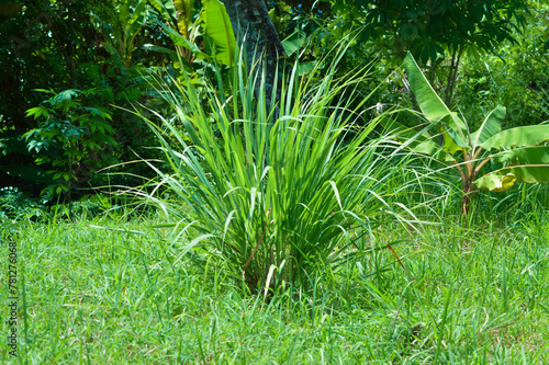 Leaves Of Lemongrass Plants Amidst Grass Fields And Other Vegetation In A Farm Field photo