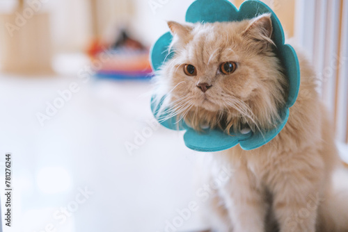 British longhair and shorthair cats have contracted a skin disease known as feline ringworm. The doctor has advised that the two cats should be isolated from each other and wear Elizabethan collars  photo