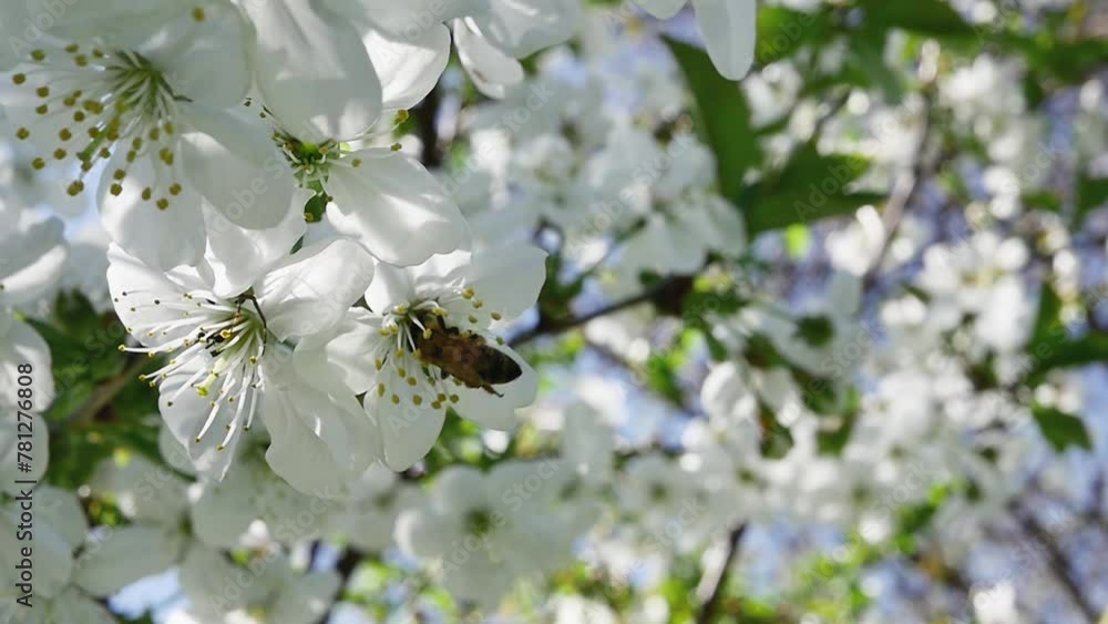 a bee collects nectar from a fruit tree branch full of white blooming spring flowers in the garden, on a blurred background, in slow motion a bee collects nectar from a fruit tree branch full of white blooming spring flowers in the garden, on a blurred background, in slow motion