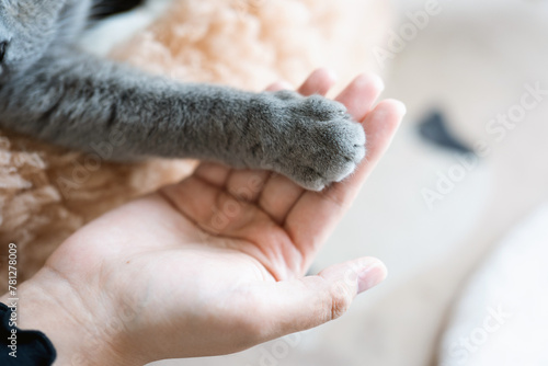 The cute gray British short-haired pet cat is sleeping in a warm cat bed. The sun shines through the window. When the British short-haired cat stretches, he shakes hands with the pet owner. 