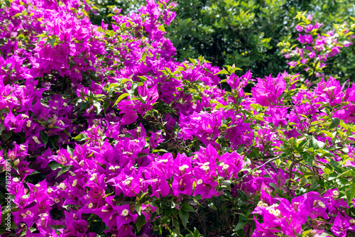 Dense clusters of bright pink bougainvillea blooms offer a stunningly vivid backdrop  ideal for adding a pop of color to any creative project