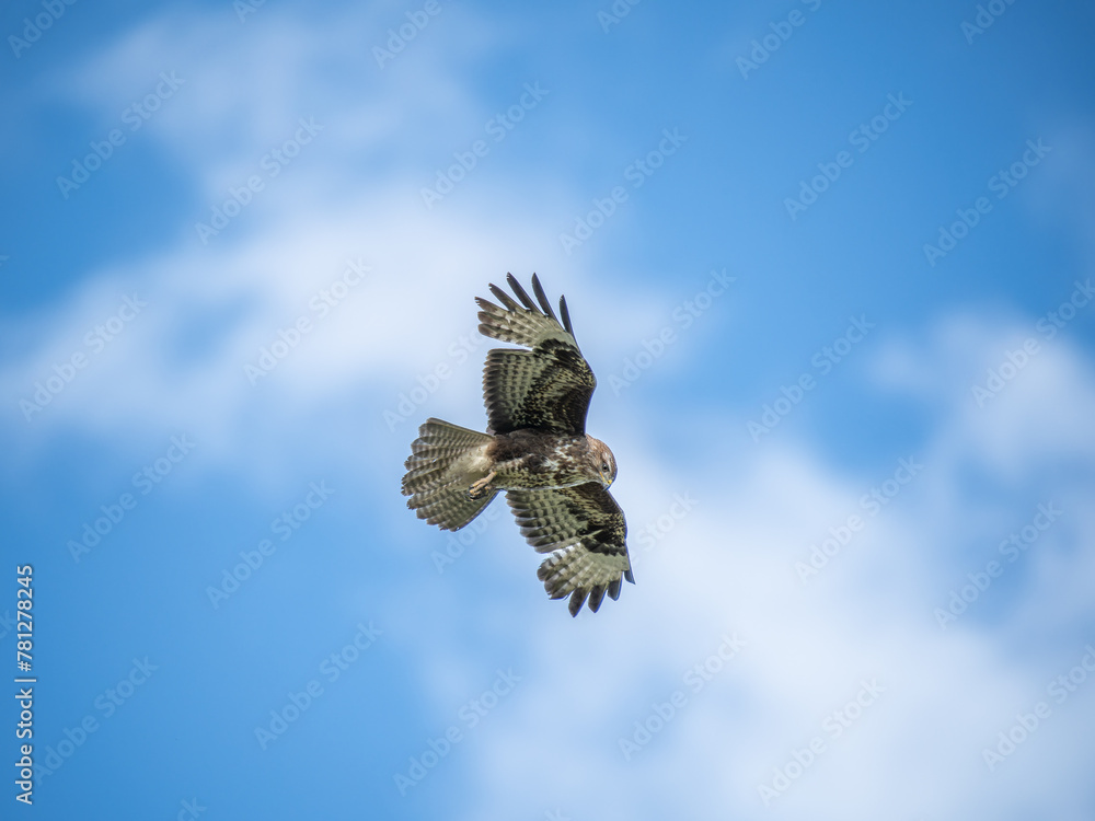 Fototapeta premium Mäusebussards (Buteo buteo) im Flug