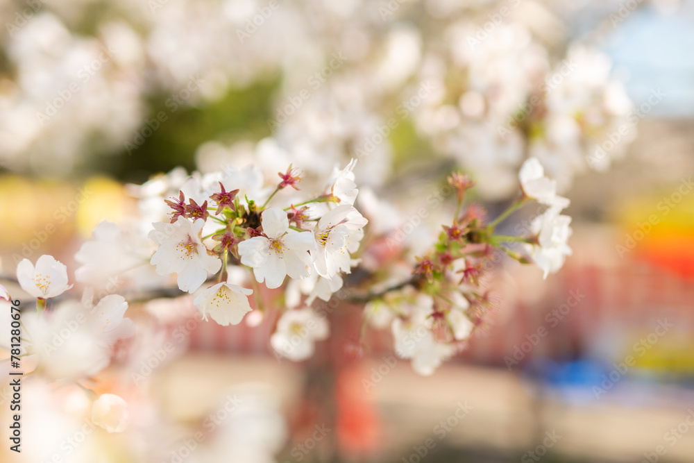 Obraz premium 屋台をバックに咲く桜