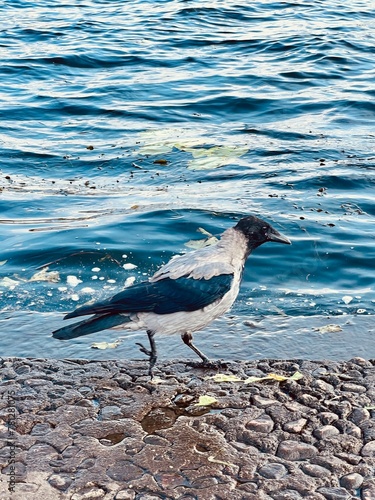 crow near the water