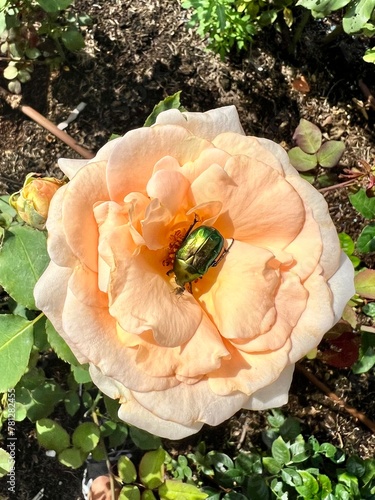 rose in the garden